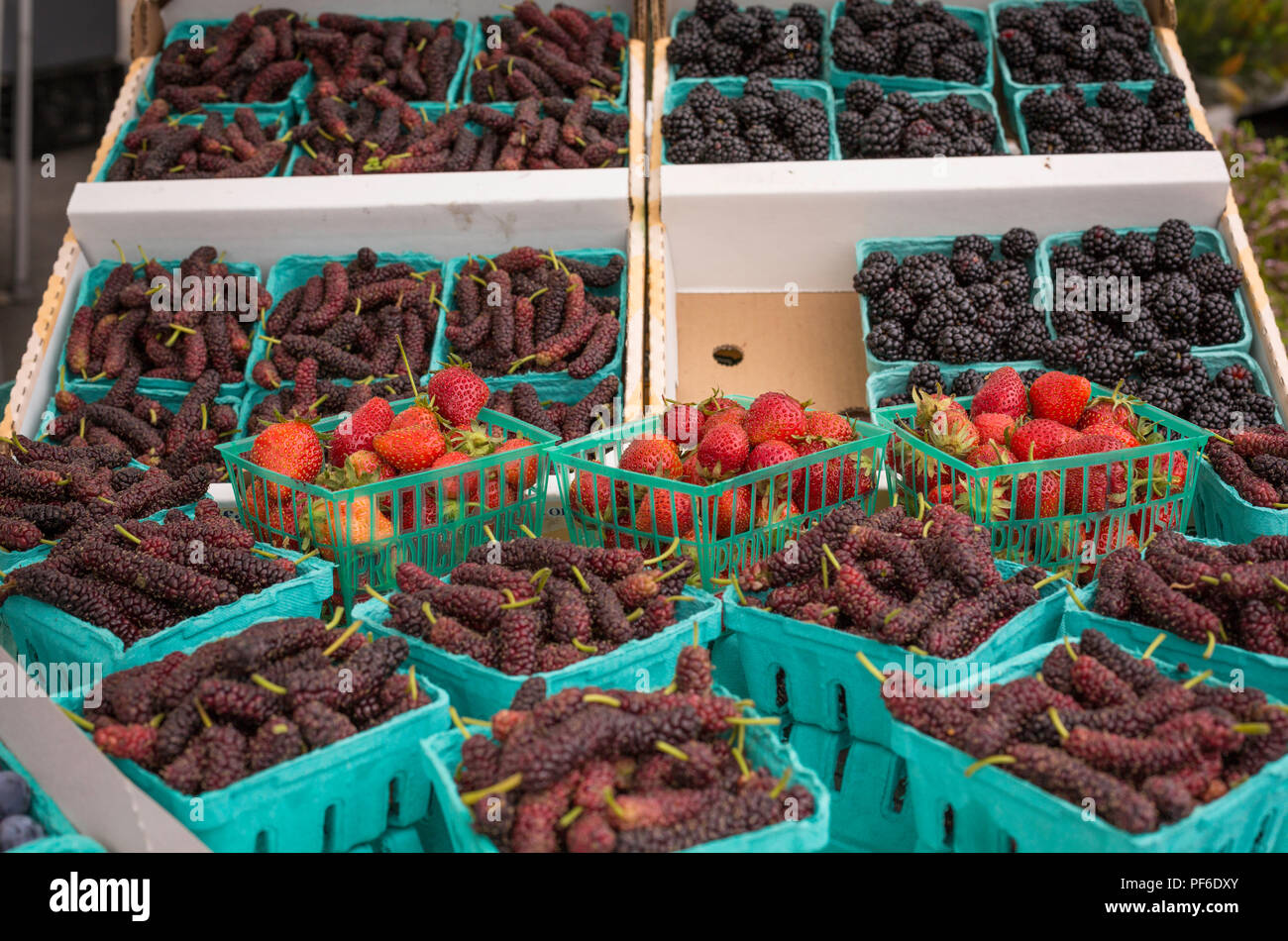 Top of the berry season. Try them all! Stock Photo