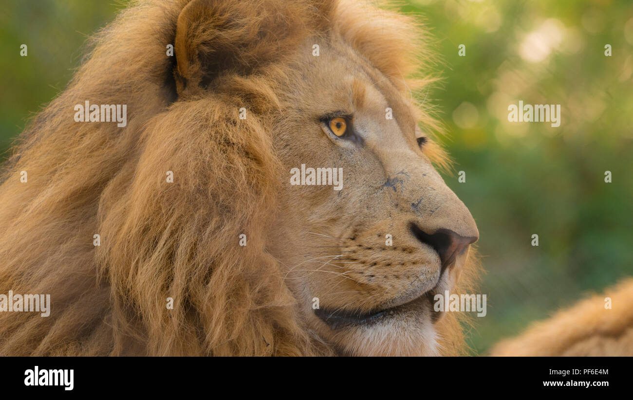 close up of intense male lion with nice light and bright eyes. Stock Photo