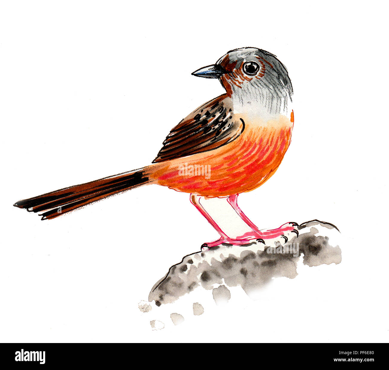 Bird on a tree branch. Ink and watercolor illustration Stock Photo - Alamy