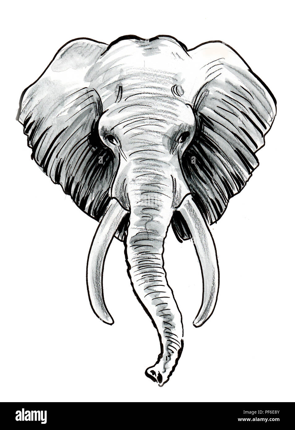 Голова слона в разрезе
