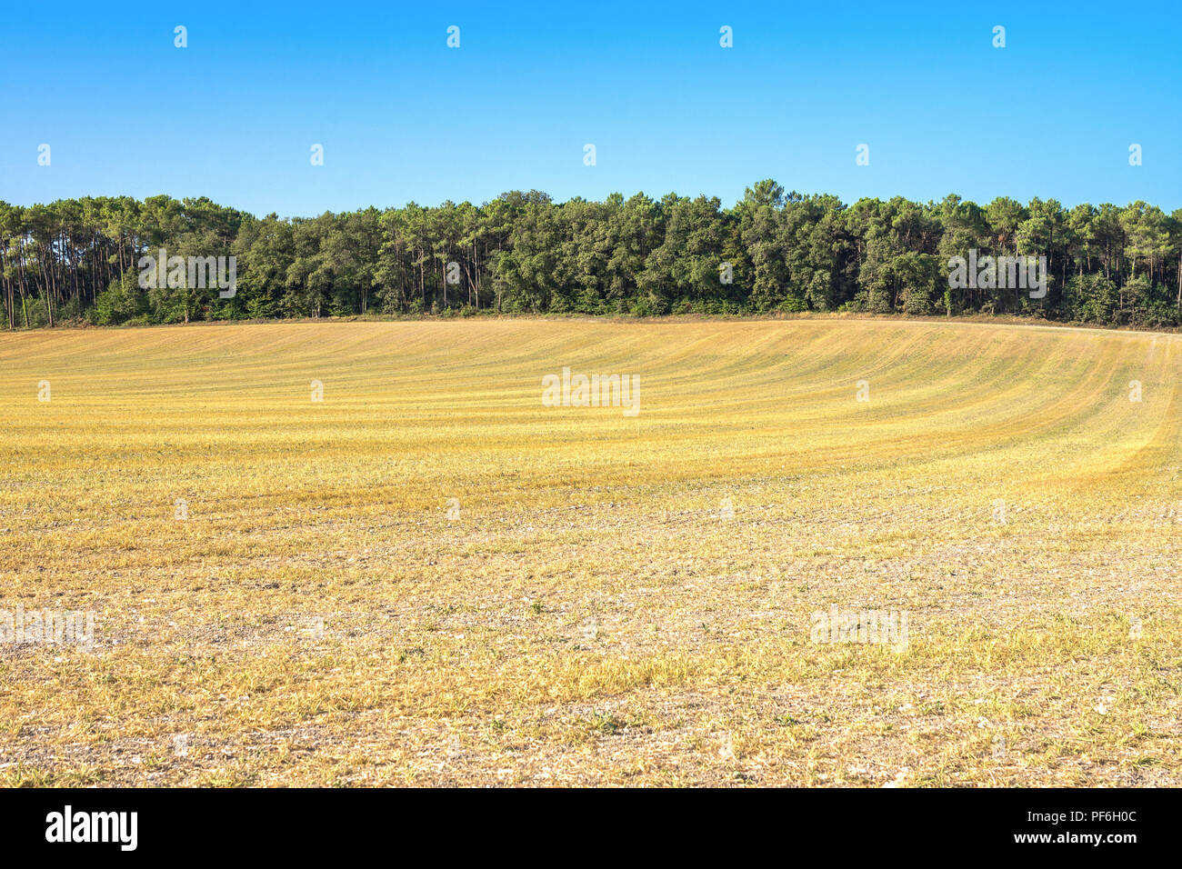 Yellowing crop shoots from drought conditions, sudTouraine, France