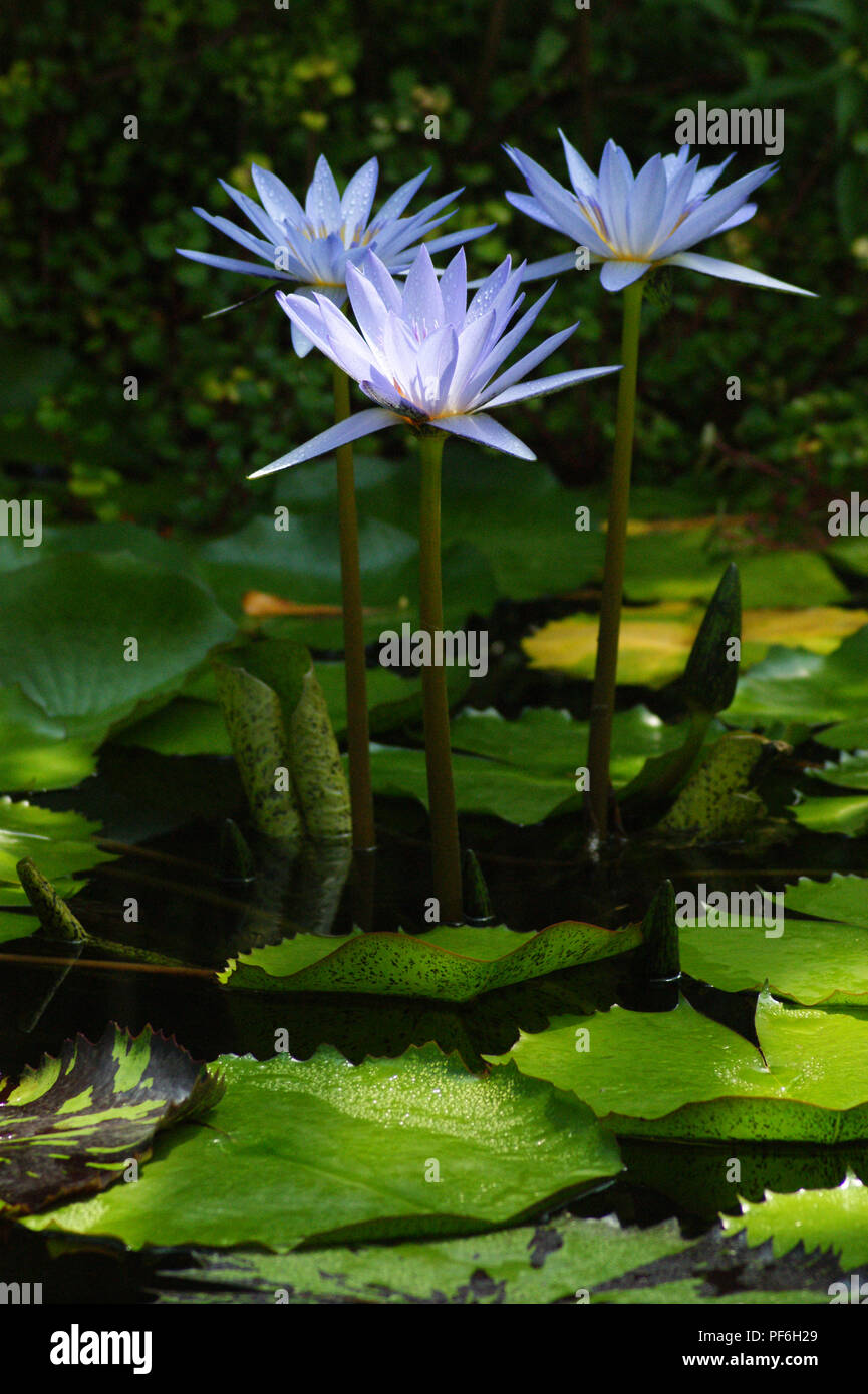 blue  nymphaeas, nympheas bleus rustiques  Lotus bleus, blue lotus, Blaue Ägyptische Seerose, ninfa azul, flor de loto azul, blaue Lotusblume Stock Photo