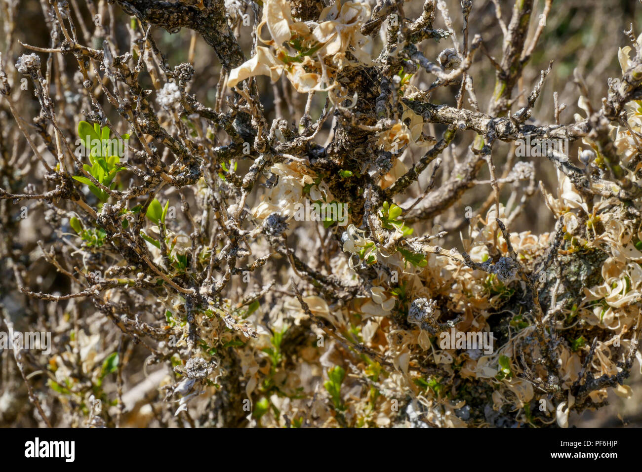 A clump of boxwood after codling moth attack, Eyzahut mountain, Drôme, France Stock Photo