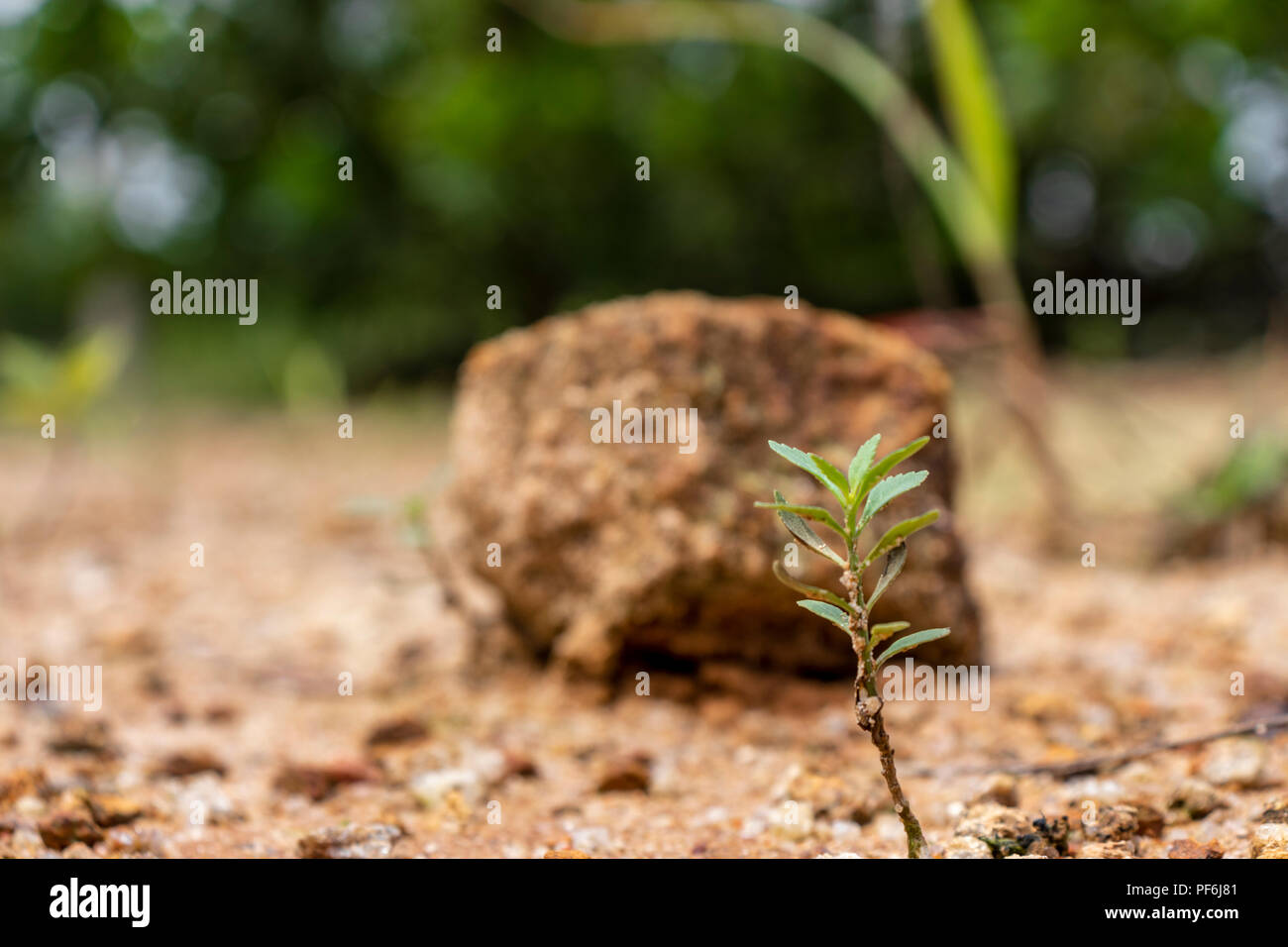 A small plant in orange soil with a small piece of rock in the background Stock Photo