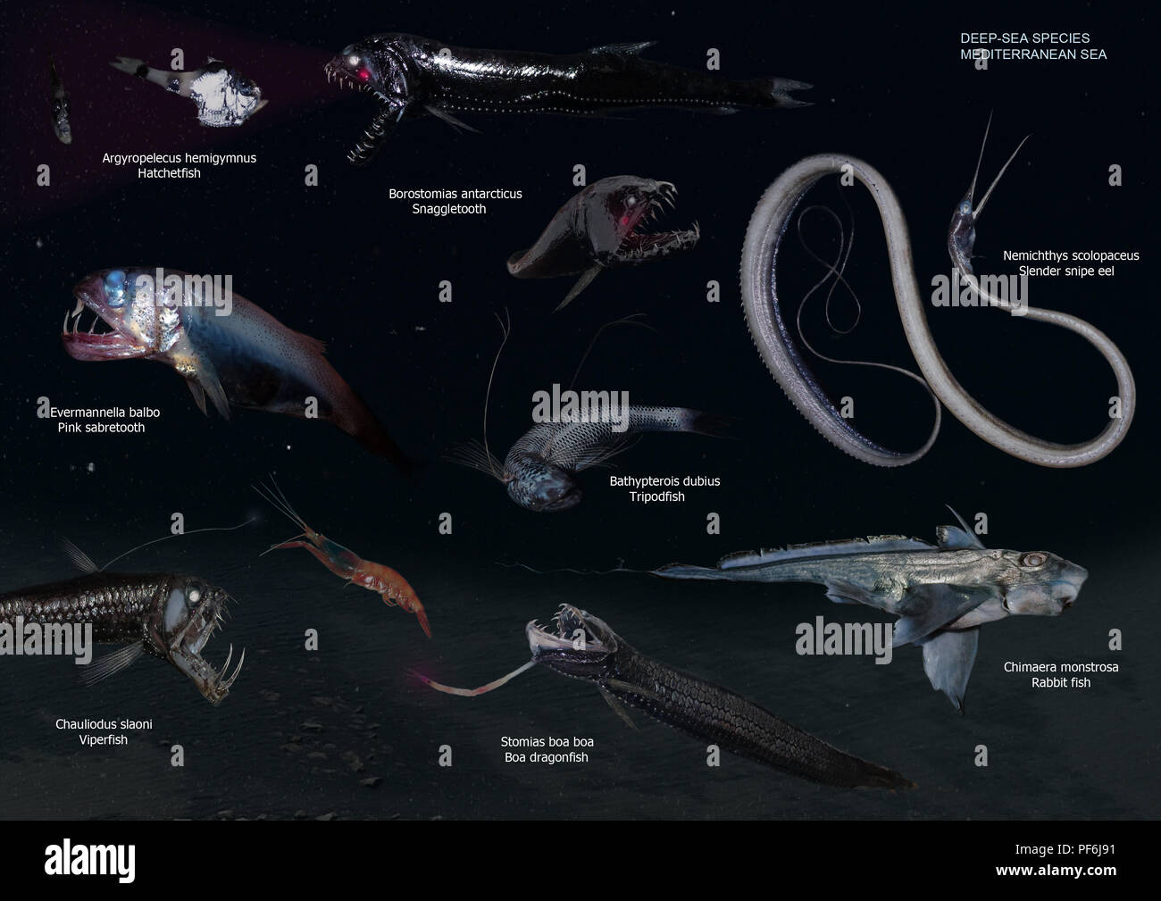 Poster Abyssal Fish Ubicaciondepersonas cdmx gob mx