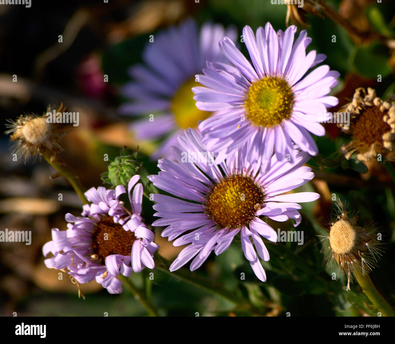 California seaside daisy Stock Photo