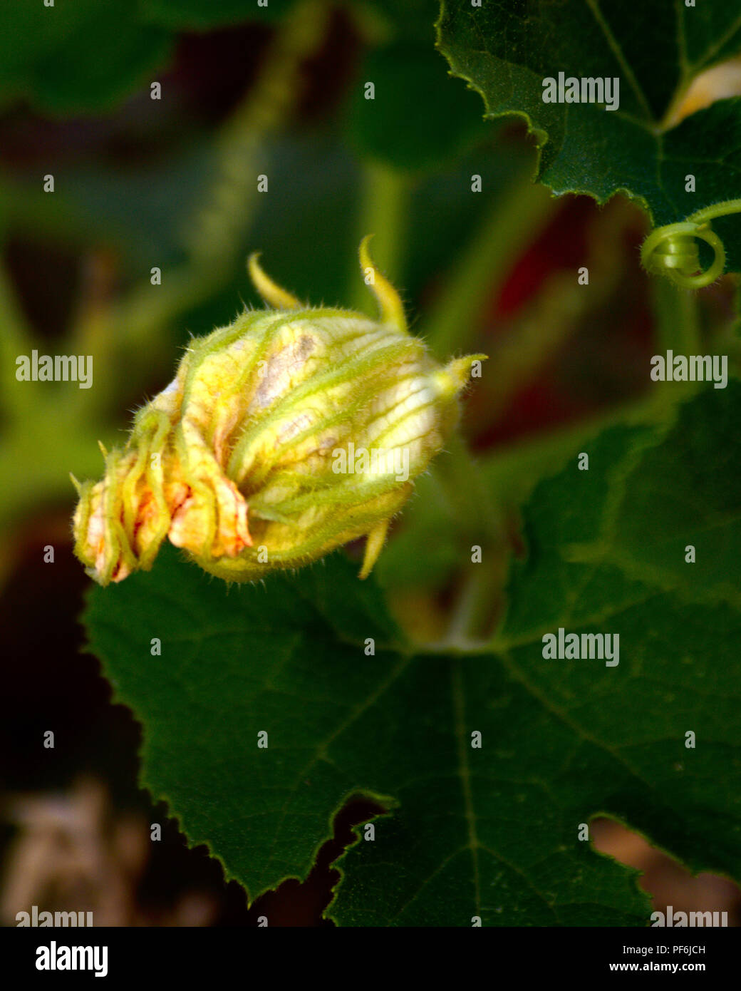 Garden squash blossom Stock Photo