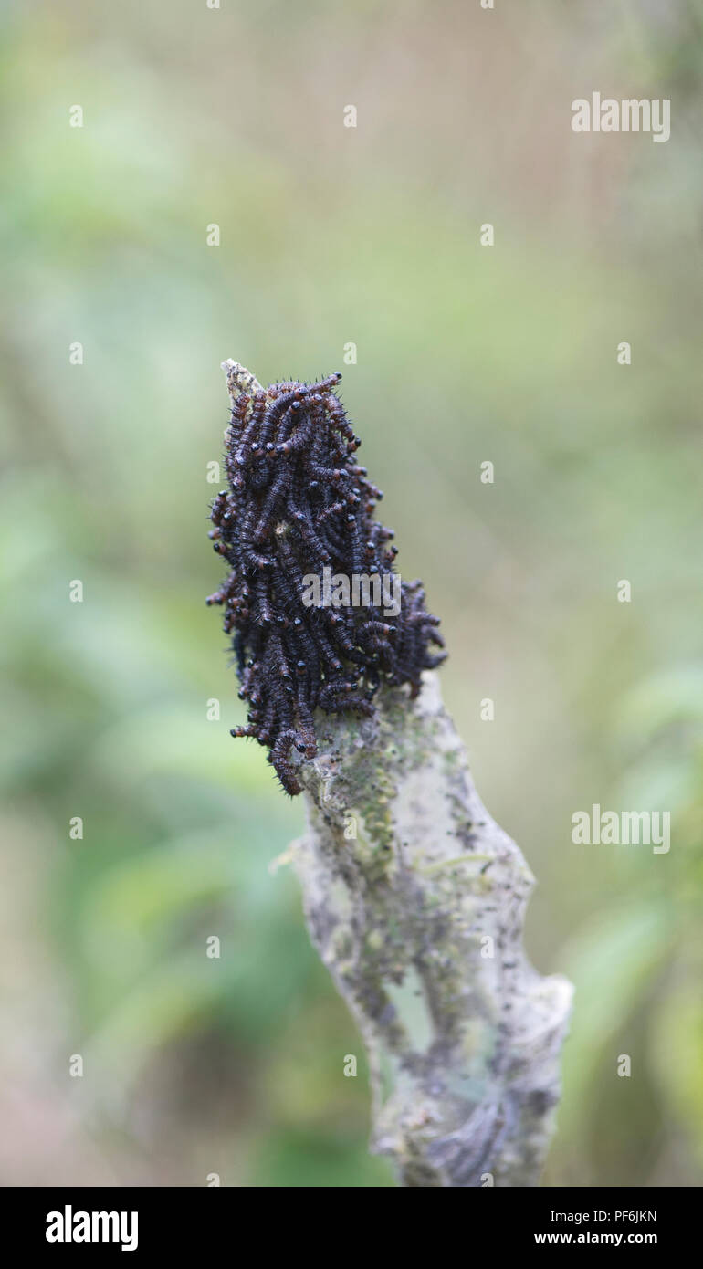 Peacock butterfly (Inachis io) caterpillars in communal web on stinging nettle Stock Photo