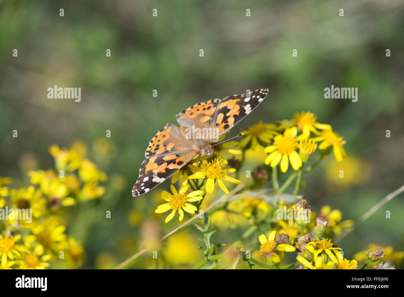 Painted lady butterfly (Vanessa cardui) feeding on ragwort Stock Photo