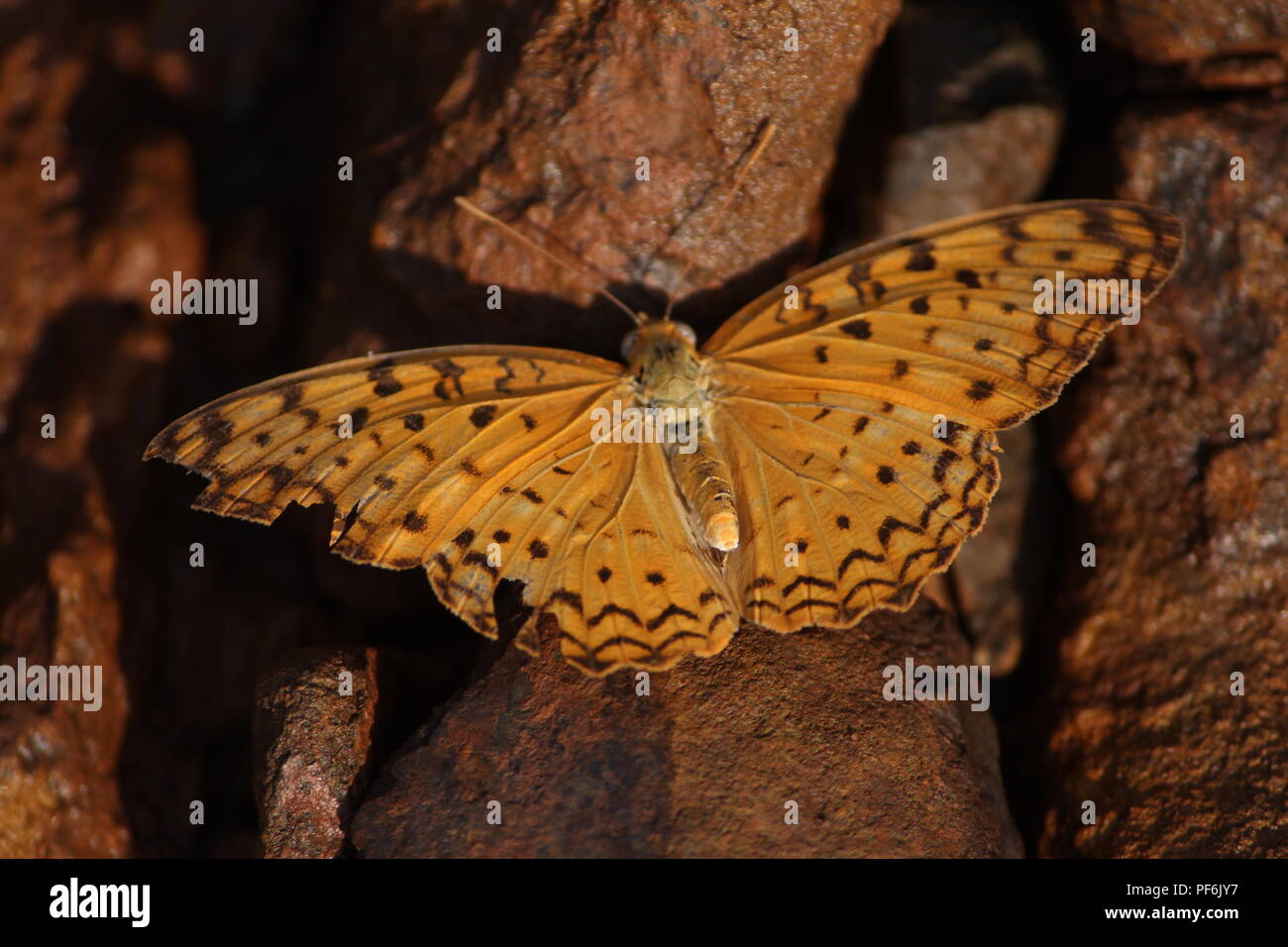 India moth hi-res stock photography and images - Alamy