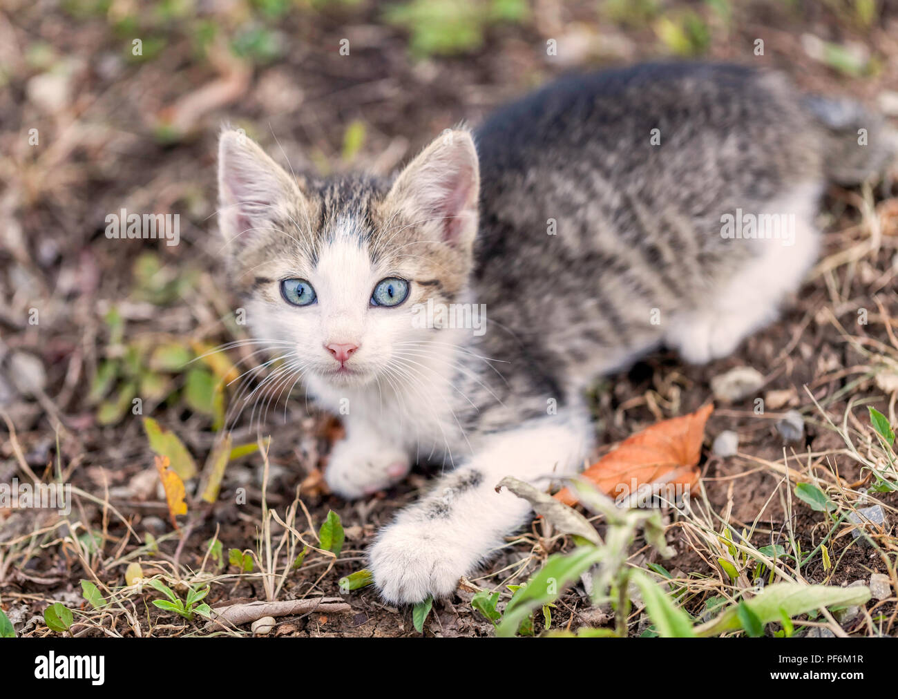 Close-up of a young kitty cat surprised in the bushes Stock Photo