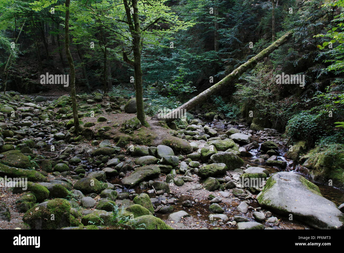 Wasserfall Geroldsau, Baden-Baden im Schwarzwald Stock Photo