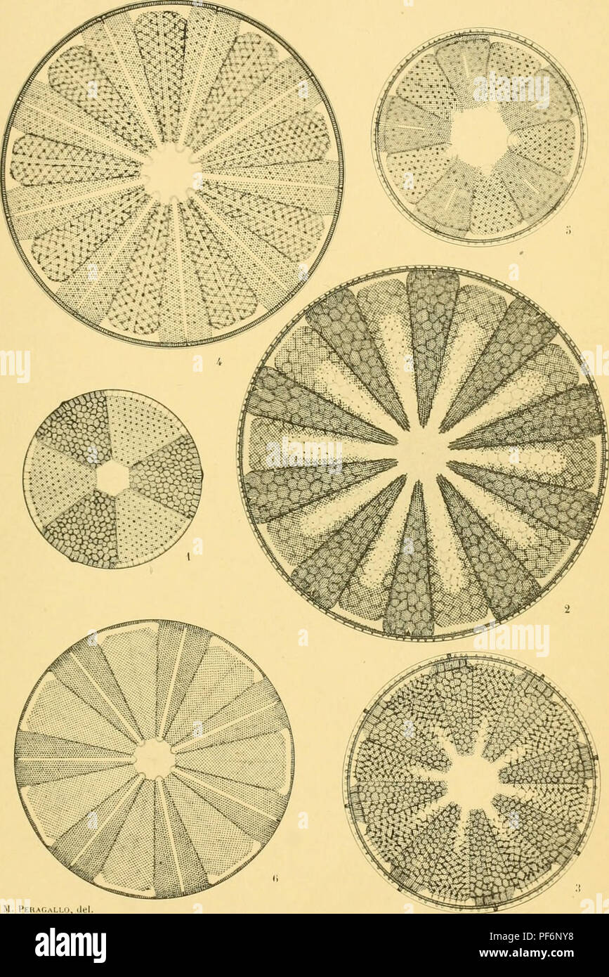. Diatomées marines de France et des districts maritimes voisins. Diatoms. Peragallo. - Diatomées de Ffance. PI. CXI.. M. PEIÏAr.ALI.lJ, il. Please note that these images are extracted from scanned page images that may have been digitally enhanced for readability - coloration and appearance of these illustrations may not perfectly resemble the original work.. Péragallo, H. (Hippolyte), b. 1851; Péragallo, M. (Maurice), b. 1853. Grez-sur-Loing, M. J. Tempère Stock Photo