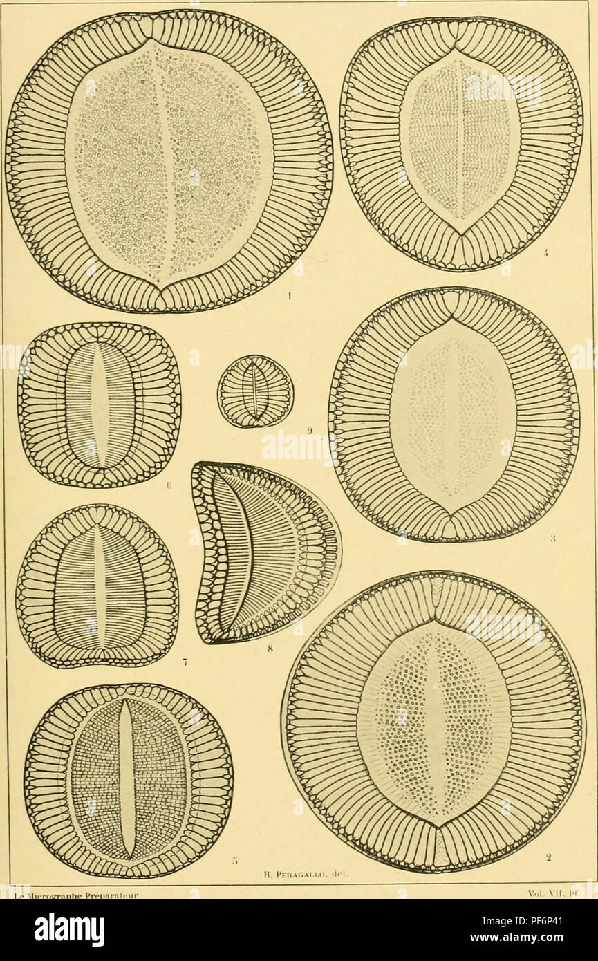 . Diatomées marines de France et des districts maritimes voisins. Diatoms. Peragallo. - Diatomées de France l'i i.i.. Le Mii-rnpriiphc I'ri-|. Please note that these images are extracted from scanned page images that may have been digitally enhanced for readability - coloration and appearance of these illustrations may not perfectly resemble the original work.. Péragallo, H. (Hippolyte), b. 1851; Péragallo, M. (Maurice), b. 1853. Grez-sur-Loing, M. J. Tempère Stock Photo