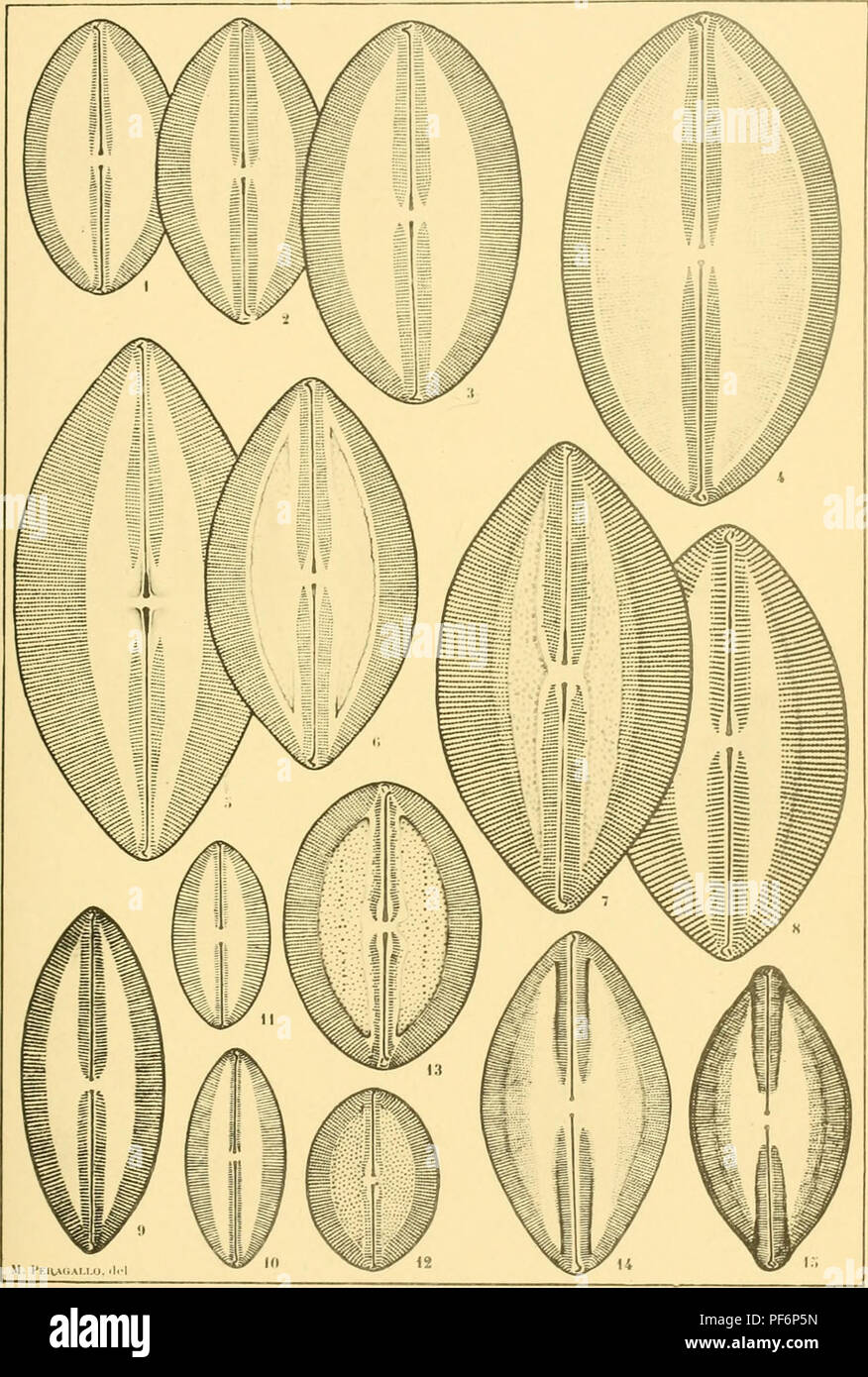 . Diatomées marines de France et des districts maritimes voisins. Diatoms. Peragallo. Diatomées de Fnance. l'i. .. 1,1' MiiToL-rvifilir I'i'i|i;h;iI&lt;mii-. Please note that these images are extracted from scanned page images that may have been digitally enhanced for readability - coloration and appearance of these illustrations may not perfectly resemble the original work.. Péragallo, H. (Hippolyte), b. 1851; Péragallo, M. (Maurice), b. 1853. Grez-sur-Loing, M. J. Tempère Stock Photo