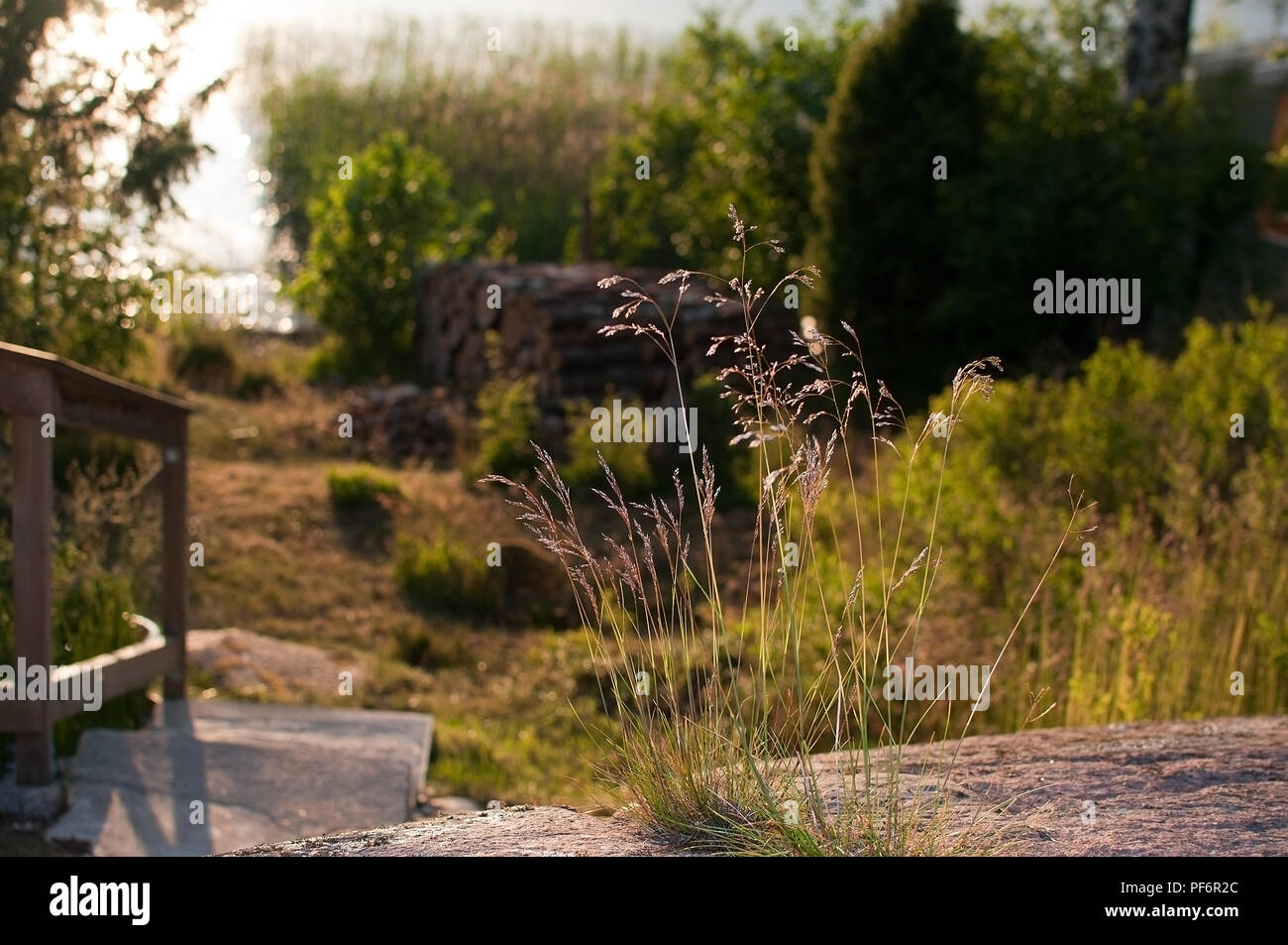 Straw in sunset closeup by a lake in Varmland Sweden Stock Photo