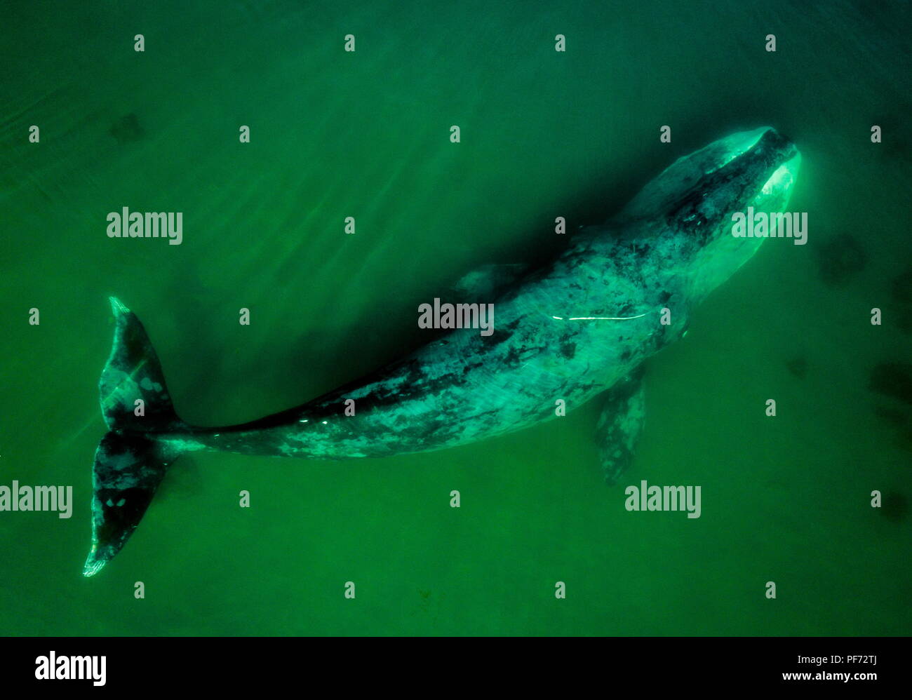 Shantar Islands Shantar Islands