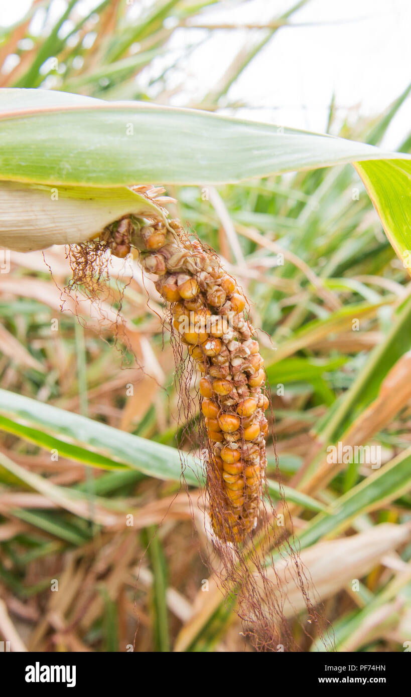 Hildesheim, Germany. 20th Aug, 2018. A dried up corn cob on a field. Much earlier, much less - these concise statements summarize the expectations for the maize harvest in Lower Saxony. The people of Lower Saxony announced on Monday that farmers are expecting losses in yields, some of them considerable. Credit: Julian Stratenschulte/dpa/Alamy Live News Stock Photo