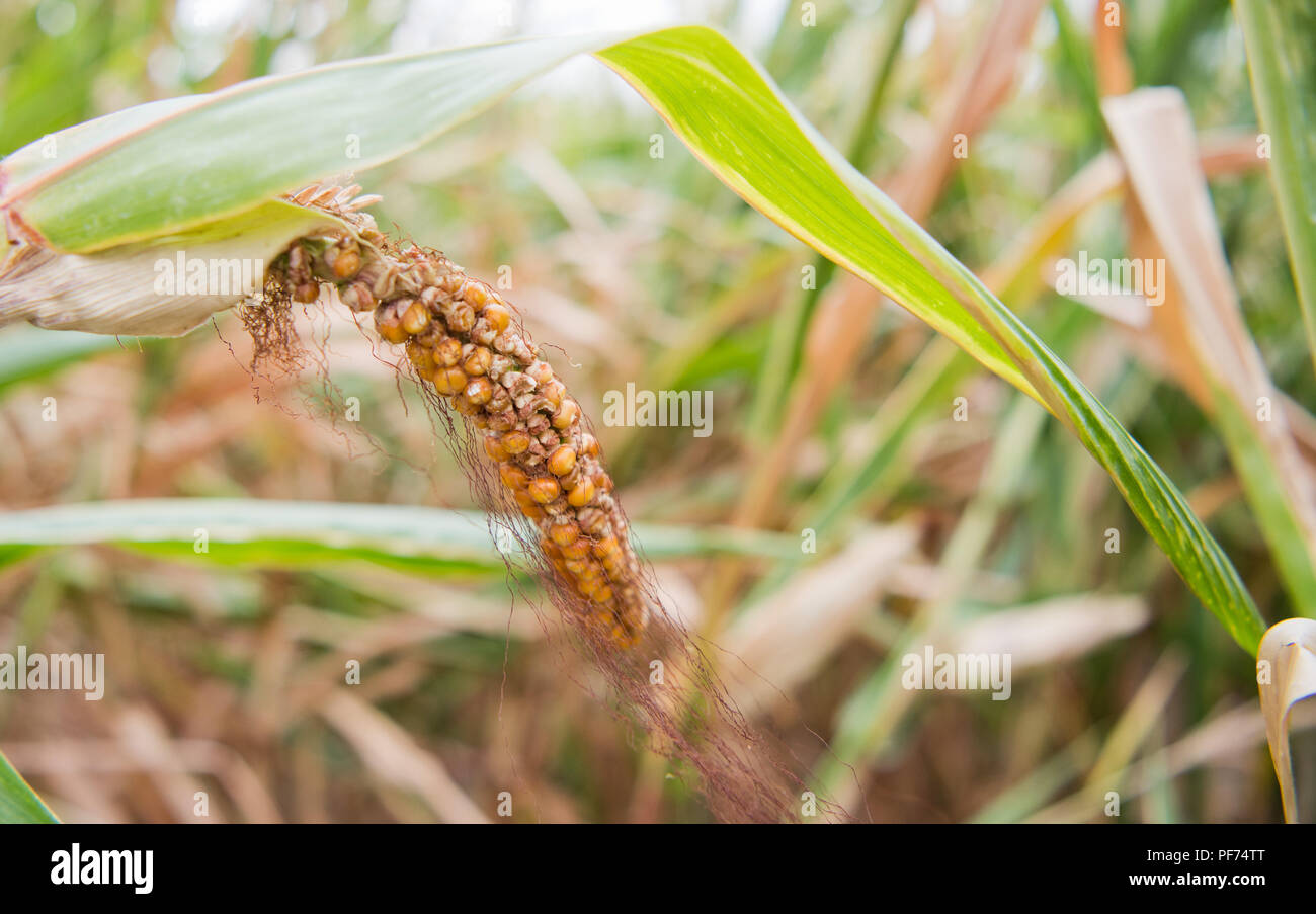 Hildesheim, Germany. 20th Aug, 2018. A dried up corn cob on a field. Much earlier, much less - these concise statements summarize the expectations for the maize harvest in Lower Saxony. The people of Lower Saxony announced on Monday that farmers are expecting losses in yields, some of them considerable. Credit: Julian Stratenschulte/dpa/Alamy Live News Stock Photo