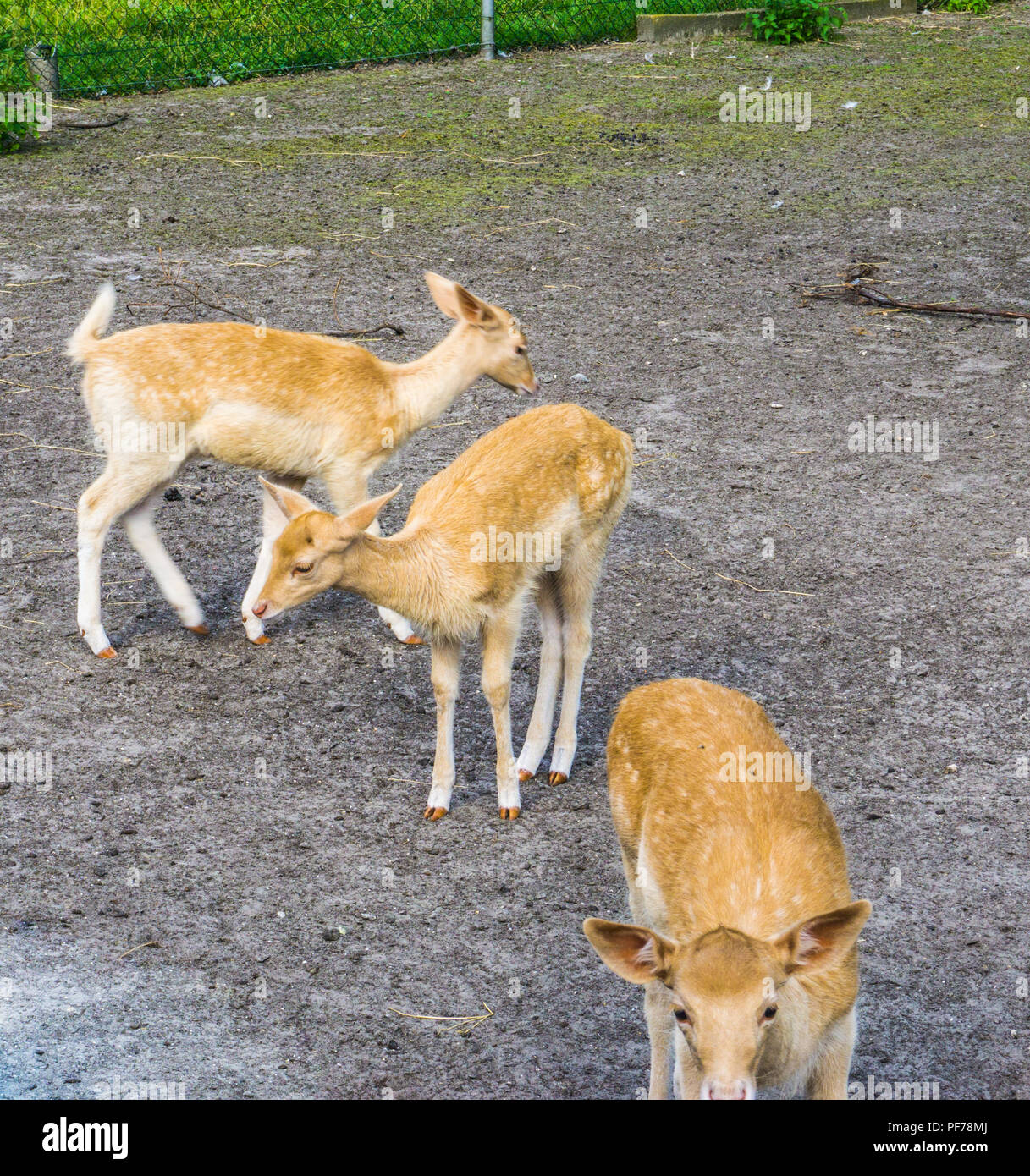 group of young small deer animals at animal farm Stock Photo