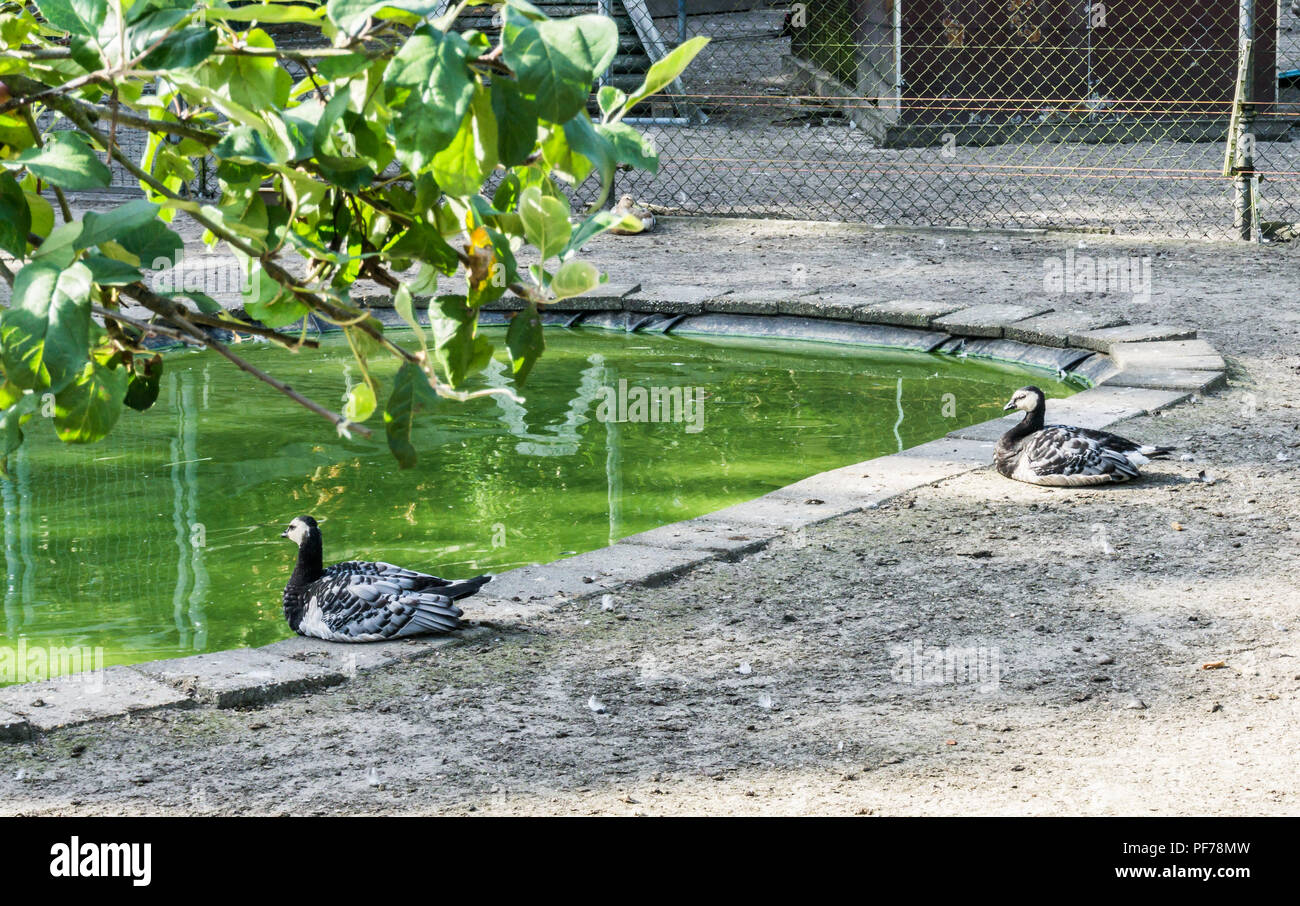 two beautiful black white ducks sitting at a pond forest landscape Stock Photo