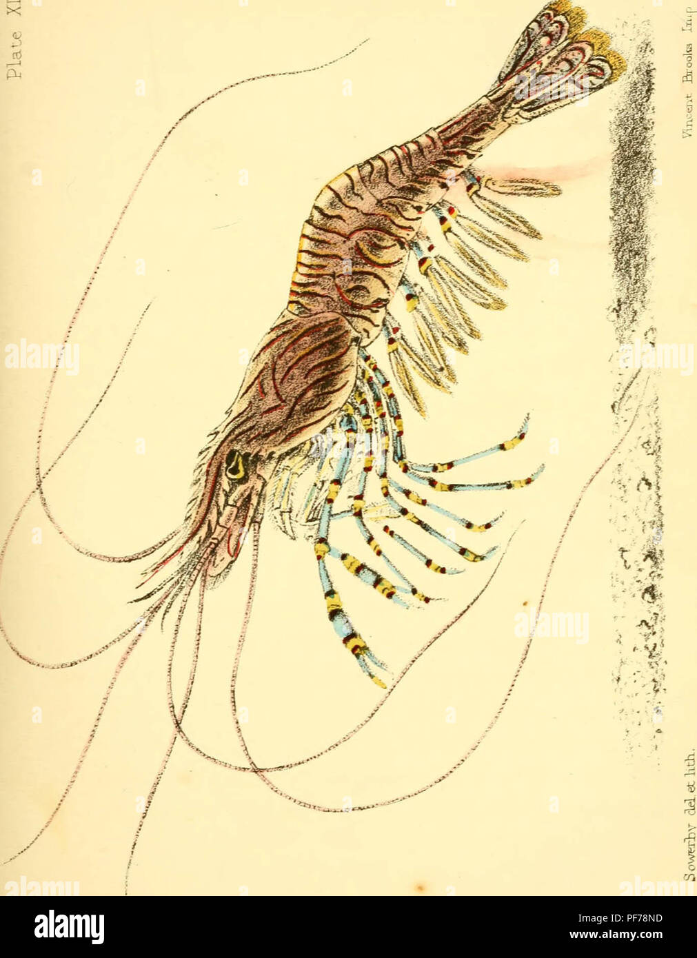 "Popular history of the aquarium of marine and freshwater animals and