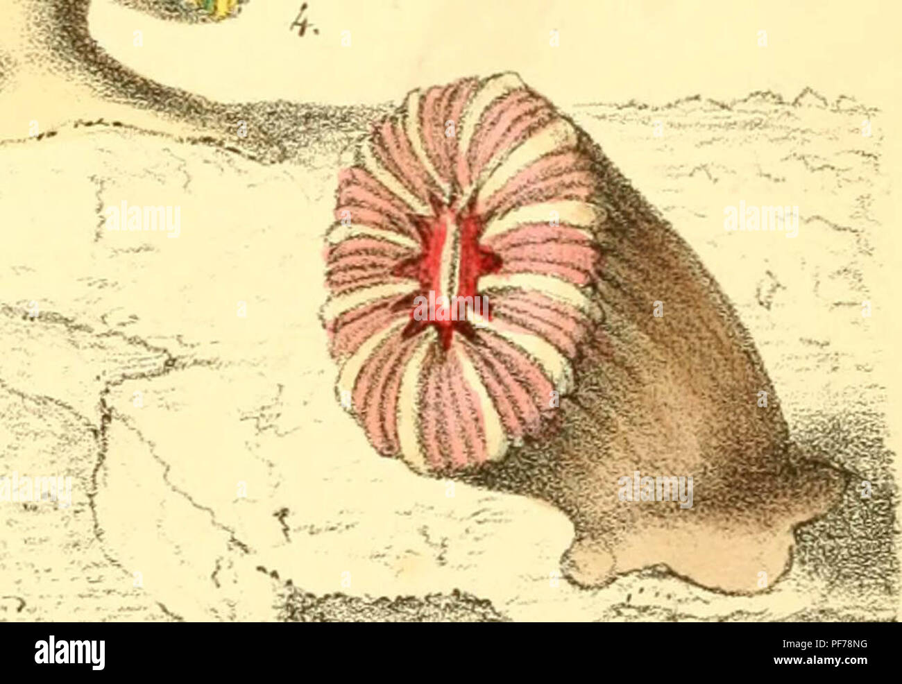 "Popular history of the aquarium of marine and freshwater animals and