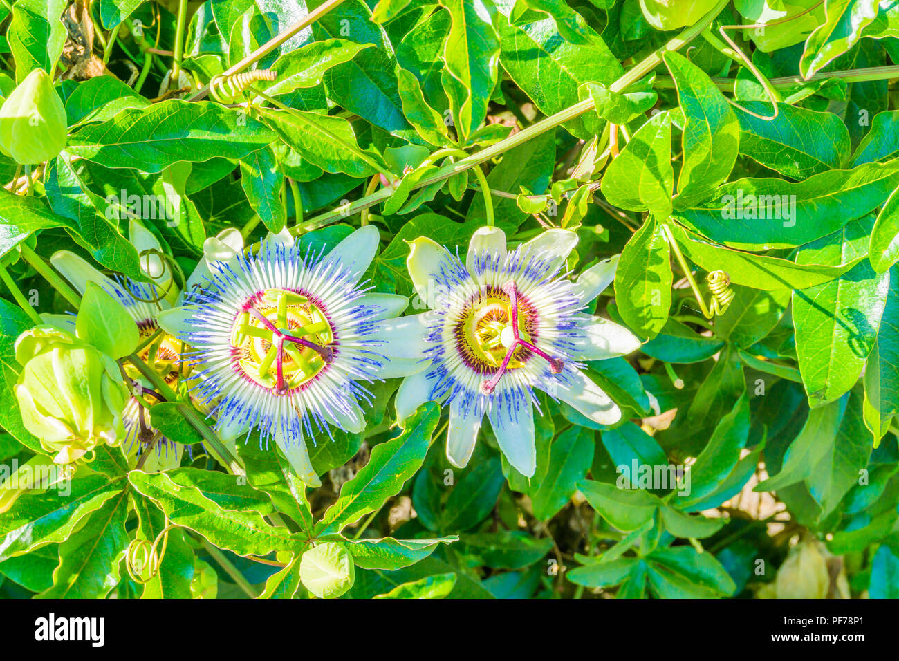 Purple passion flowers hires stock photography and images Alamy