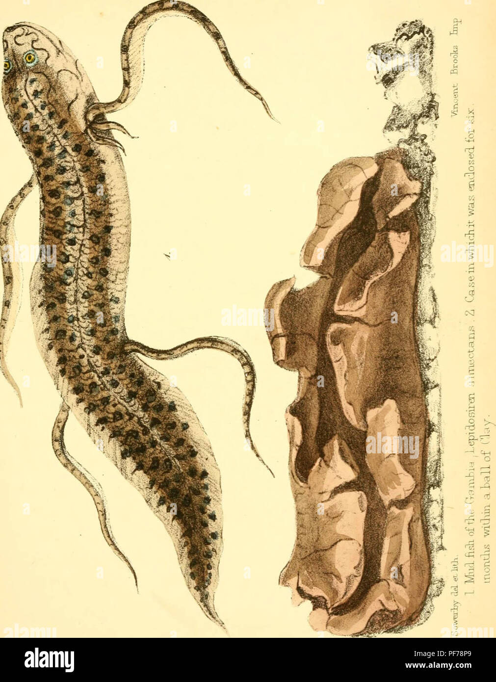 "Popular history of the aquarium of marine and freshwater animals and