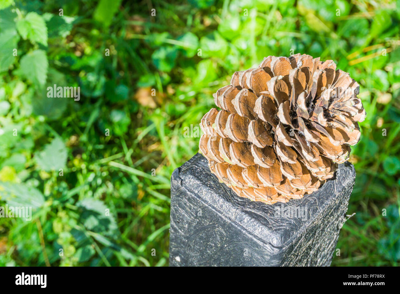 Pine cone on a pole close up macro Stock Photo