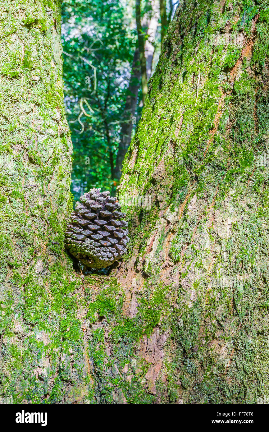 pine cone in the middle of a tree in the forest Stock Photo