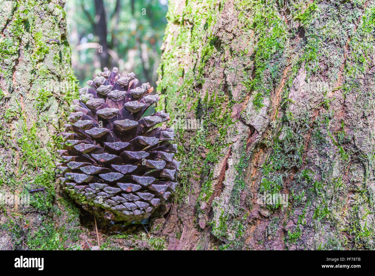 isolated pine cone between a tree in the forest background Stock Photo