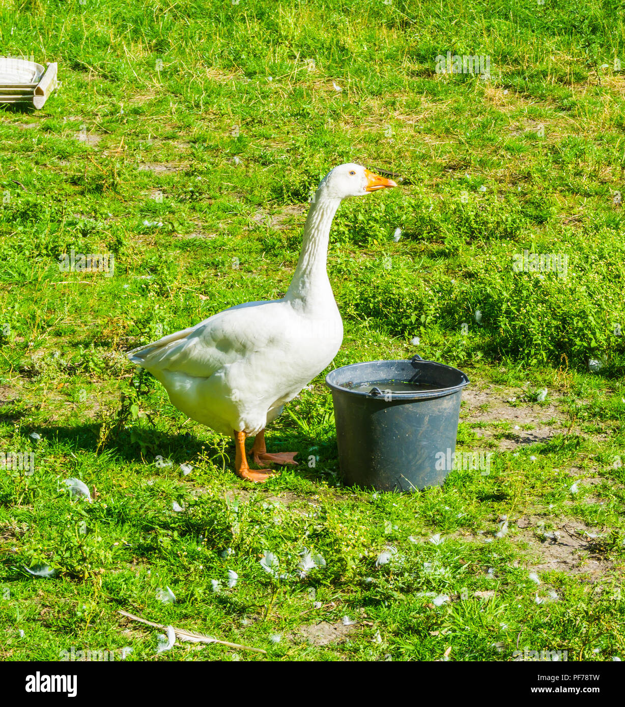 beautiful white goose on a grass lawn Stock Photo