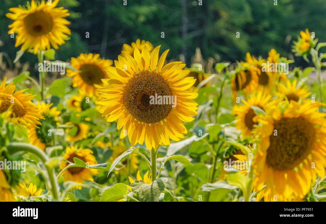 field of bright yellow sunflowers in summer Stock Photo - Alamy