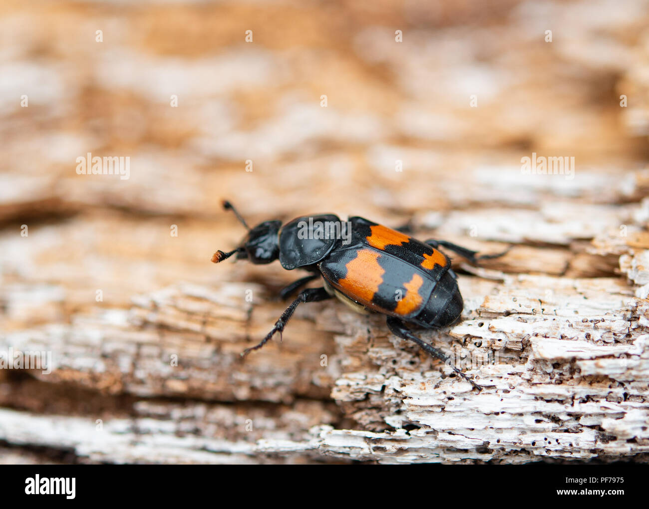 Black and orange banded Sexton burying beetle Stock Photo