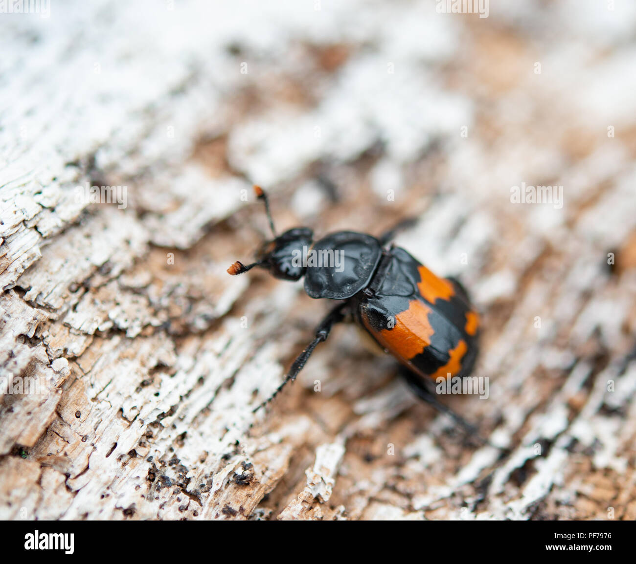 Black and orange banded Sexton burying beetle Stock Photo