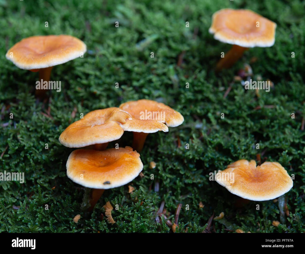 False chanterelle fungi in a moss Stock Photo
