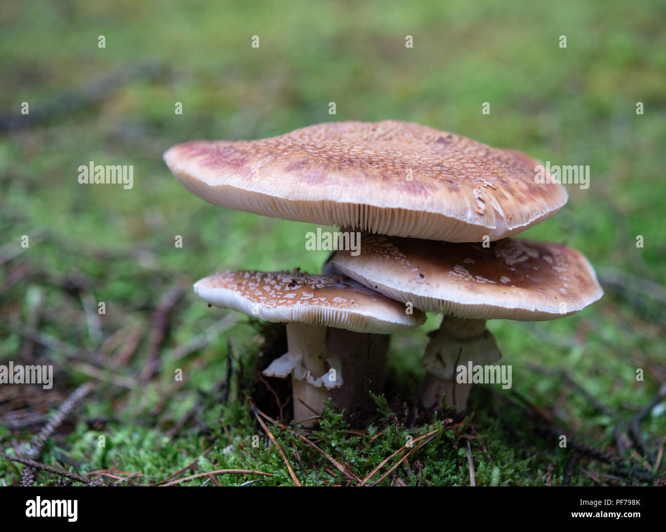 three blusher mushrooms in the woods Stock Photo