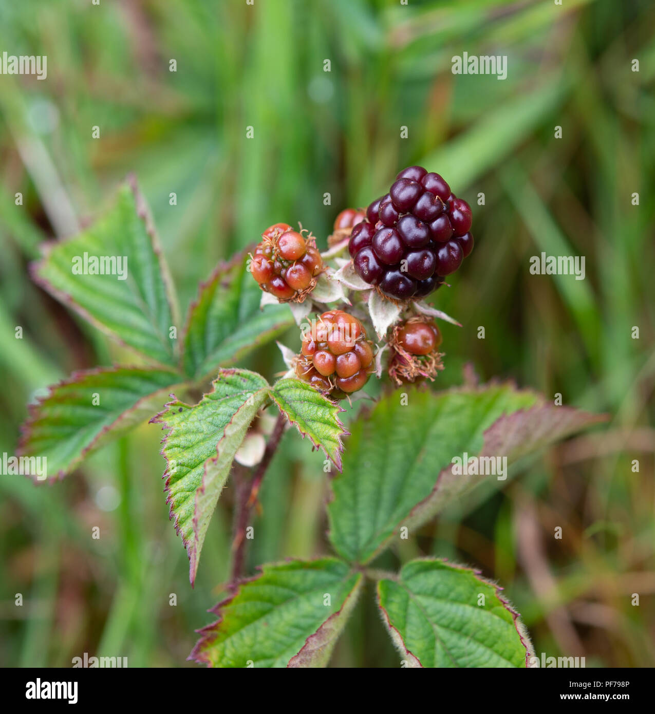Ripening wild blackberry fruit Stock Photo