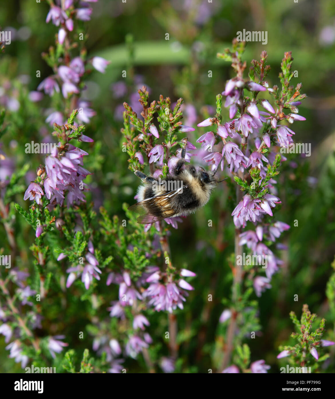 Heath bumblebee collecting nectar from heather flowers Stock Photo