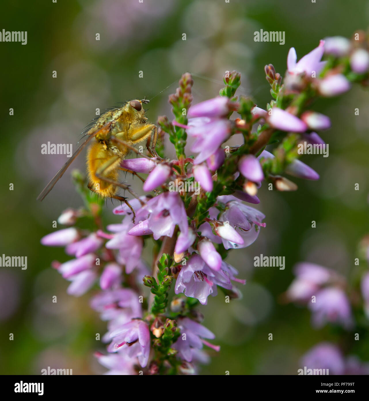 Fruit fly on common heather flowers Stock Photo