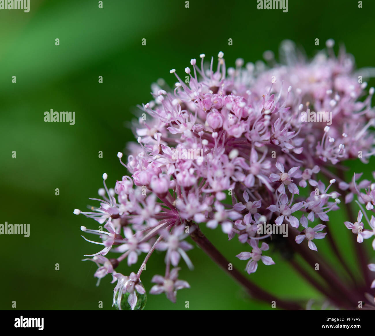 Close-up of pink Wild Angelica umbel flowers Stock Photo