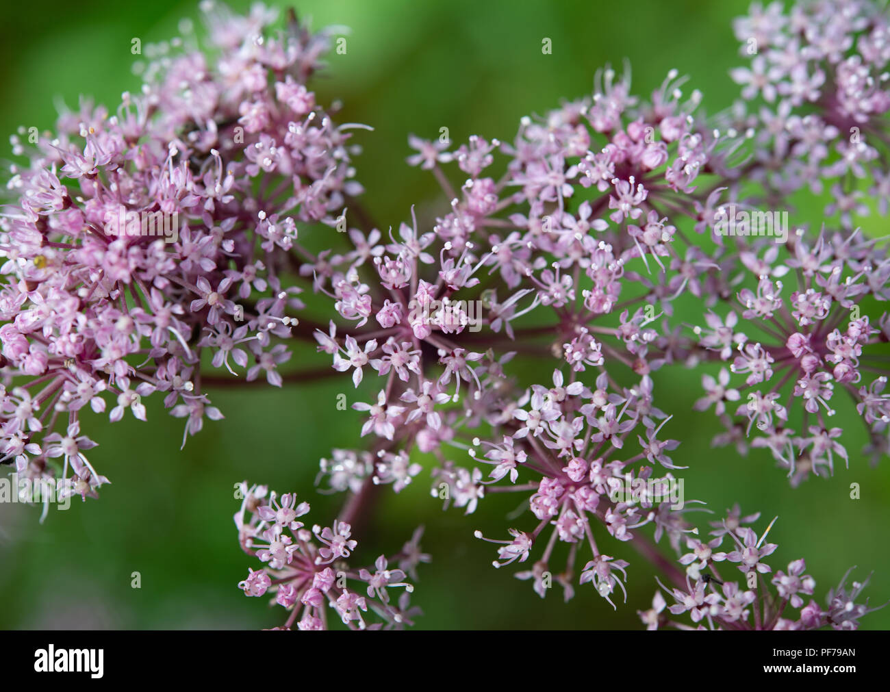 Close-up of pink Wild Angelica umbel flowers Stock Photo