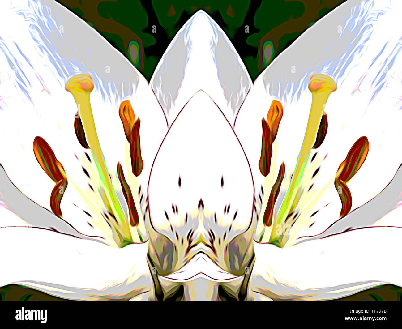 White Easter Flower photograph composited from the same image flipped left and right.. Stock Photo