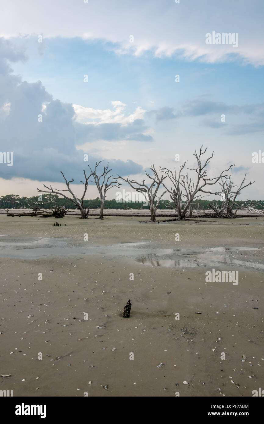 Ecology: global warming - rising sea levels - beach erosion - and hurricane damage are killing the trees of Botany Bay on Edisto Island South Carolina Stock Photo