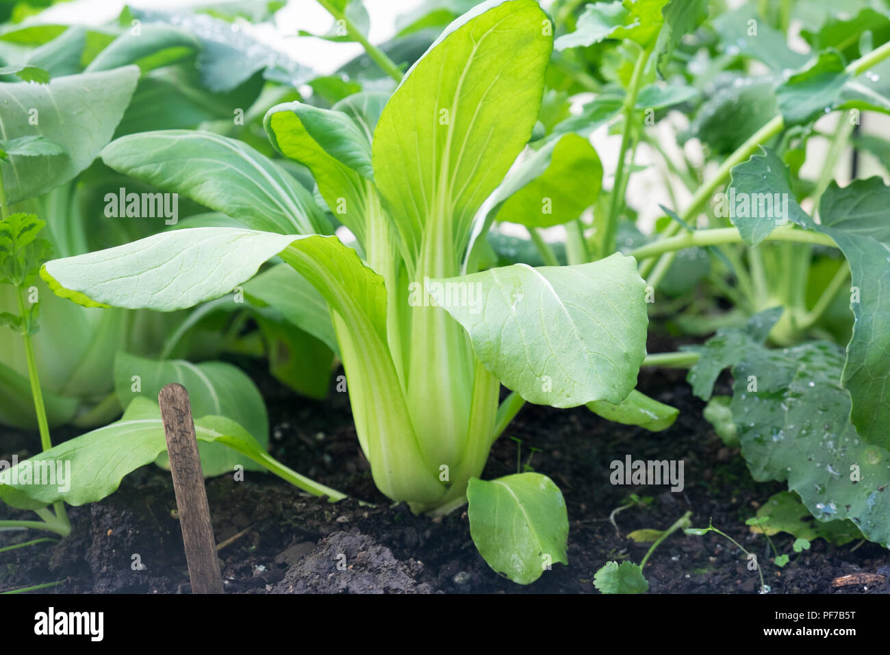 Bok choy - also known as pak choi, pok choi or Chinese cabbage - growing in Brassica patch of garden bed in soil Stock Photo