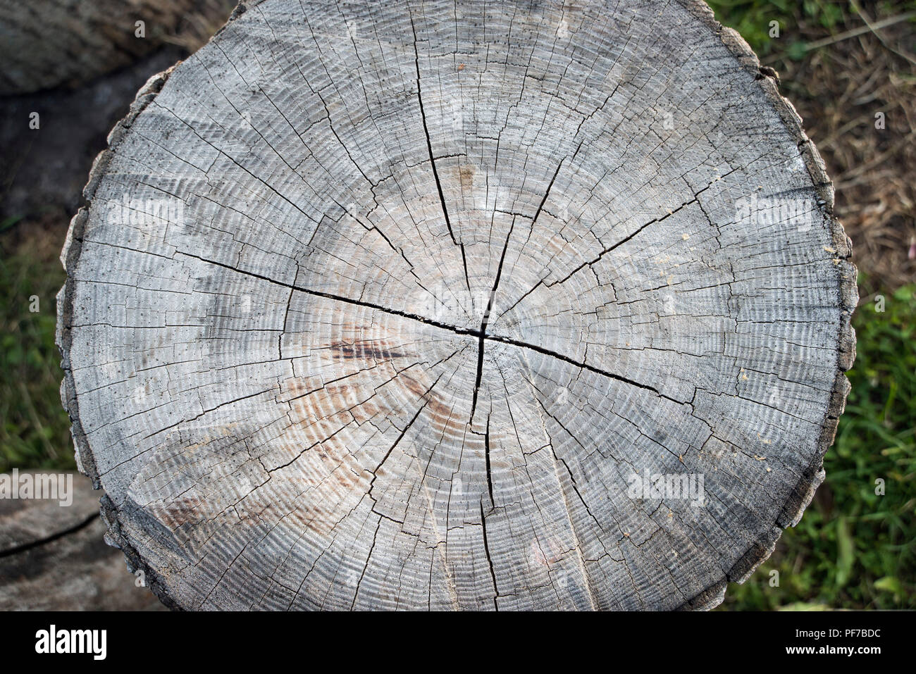 detailed structure of pine tree wood cut Stock Photo Alamy