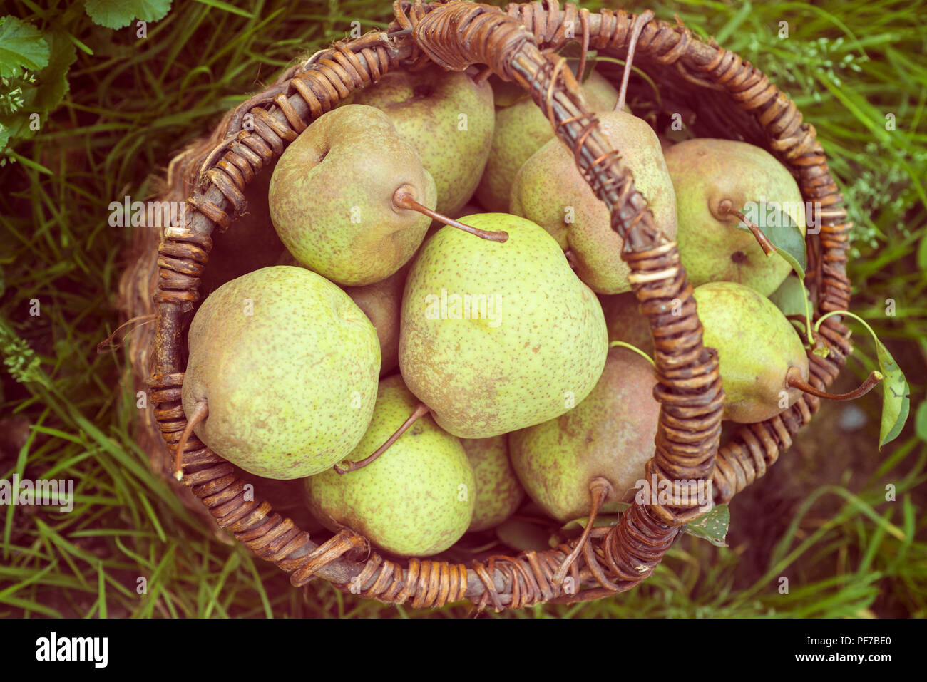many big ripe pears in vintage wooden basket outdoor, Stock Photo
