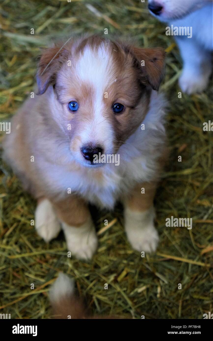 sheltie puppies Stock Photo