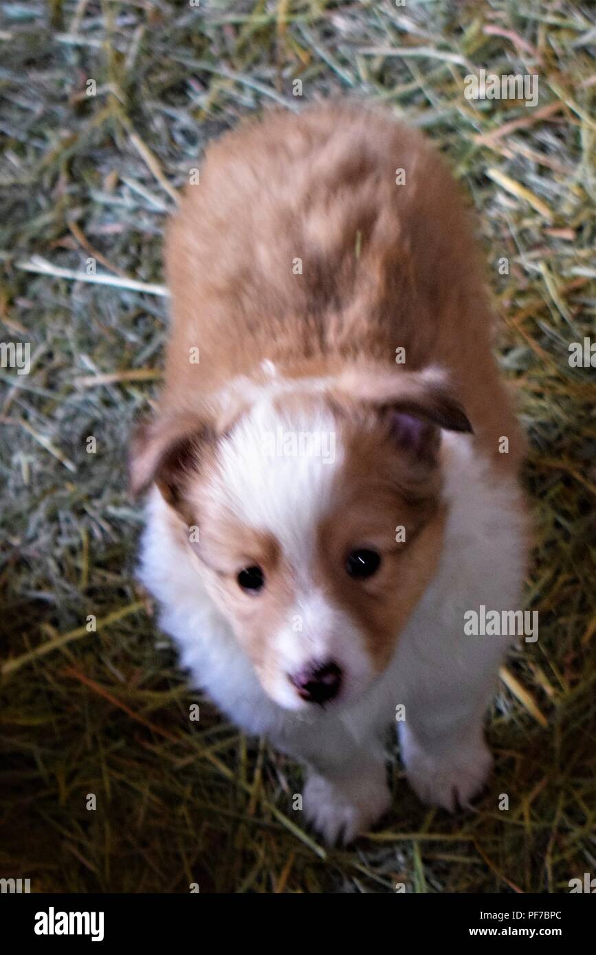 sheltie puppies Stock Photo